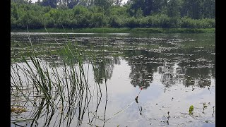 Кинул ПОПЛАВОК в затон и СРАЗУ КРУПНЯК ! Рыбалка на поплавочную удочку.