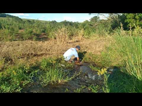 COMO PLANTAR AGRIÃO