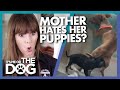 Owner Worried that Mother Avoiding Her Puppies Might Actually Hate Them! | It's Me or The Dog