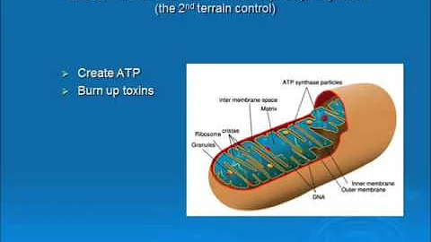 Biological Terrain & Using Nutraceuticals to Impro...