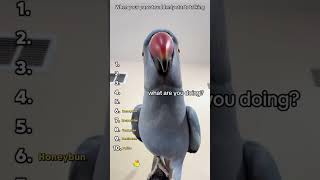 Top 10 funny parrots moments 🤣🤣#funny #parrot #talkingparrot #viral