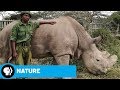 Sudan the Rhino: Conservation Efforts