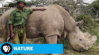 NATURE | The Last Rhino: Official Trailer | PBS NATURE | The Last Rhino: Official Trailer | PBS
