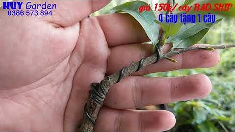 Mai Giống Cúc Tri Kỷ Cúc thọ Hương, Cúc 2 Tầng, ...