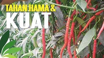 CABE LOKAL PARHUTA-HUTA | Manogi Situmorang
