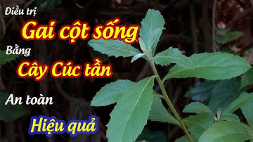 Cây cúc tần | thần dược điều trị gai cột sống | Dược liệu nhiệt đới