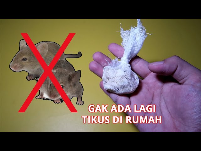 TERBUKTI !!! Gak Ada Lagi Tikus Di Rumah class=