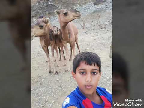 اغنية ناقه ولا سياره