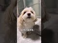 言葉が分かるそあまるに悪口言ってみたらブチギレられた#shorts #犬 #潔癖症な犬 #言葉がわかる犬 #人間みたいな犬 #面白い犬