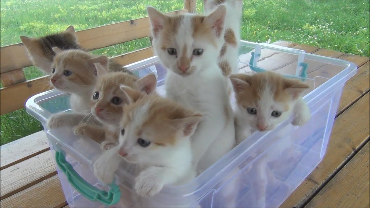 แมวตัวเล็ก  2022 New  Kittens meowing (too much cuteness) - All talking at the same time!