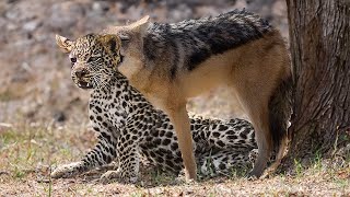 Jackal's Stealthy Strike on Young Leopard!