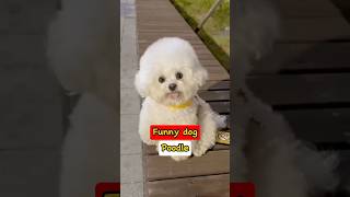 funny dog l poodle #pets #funny #animalsfacts #puppy #poodle #dog