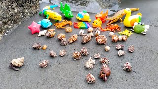 GET A LOT! Looking for hermit crab and conch, snail, clam, crab, turtle, octopus, duck, fish