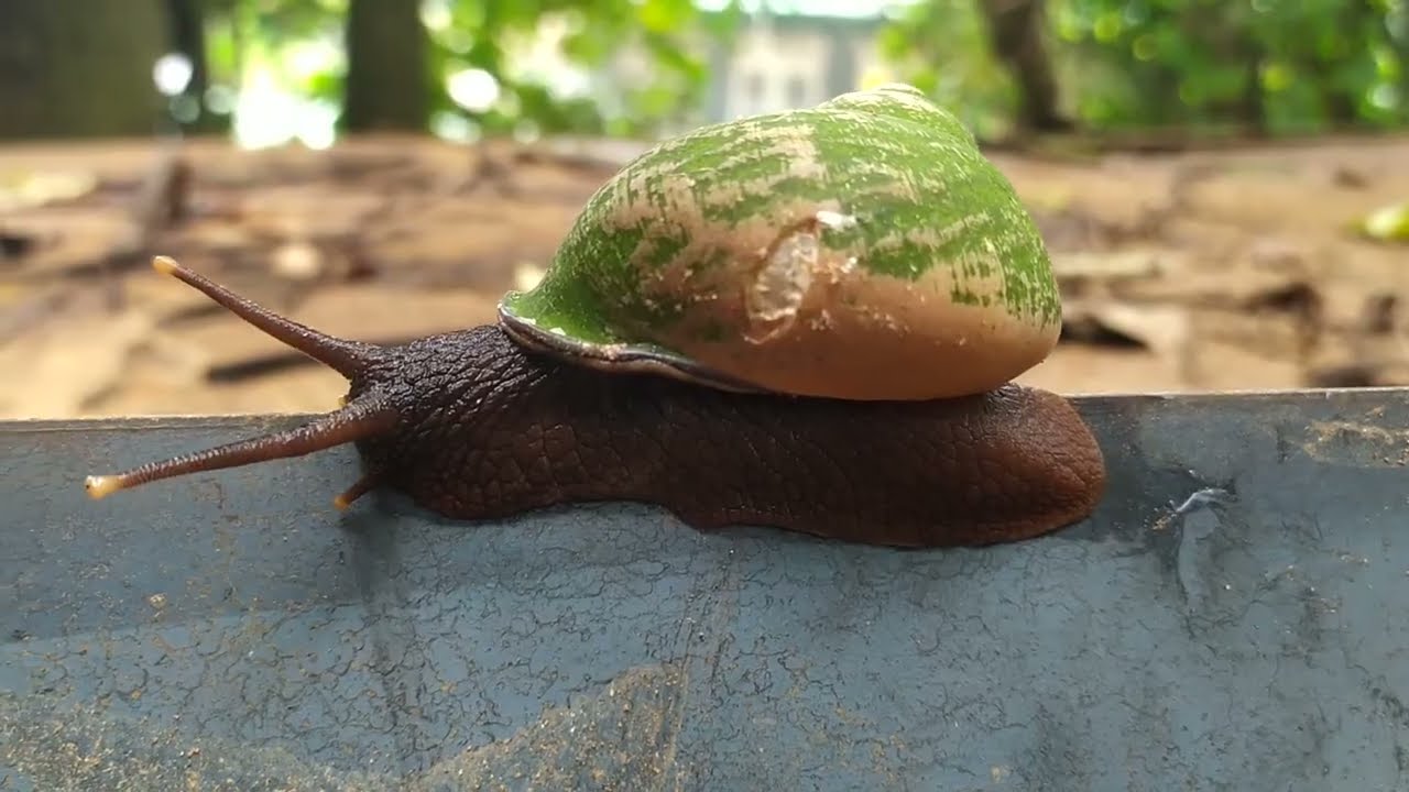 Rainforest Snail