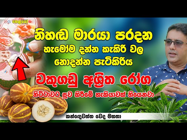 නිහඬ මා රයා පරදන හැමෝම දන්න කැකිරි වල නොදන්න පැටිකිරිය