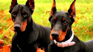 Doberman. Incredible rock sobak. Eto worth seeing everyone by World animals 93 views 7 years ago 2 minutes, 43 seconds