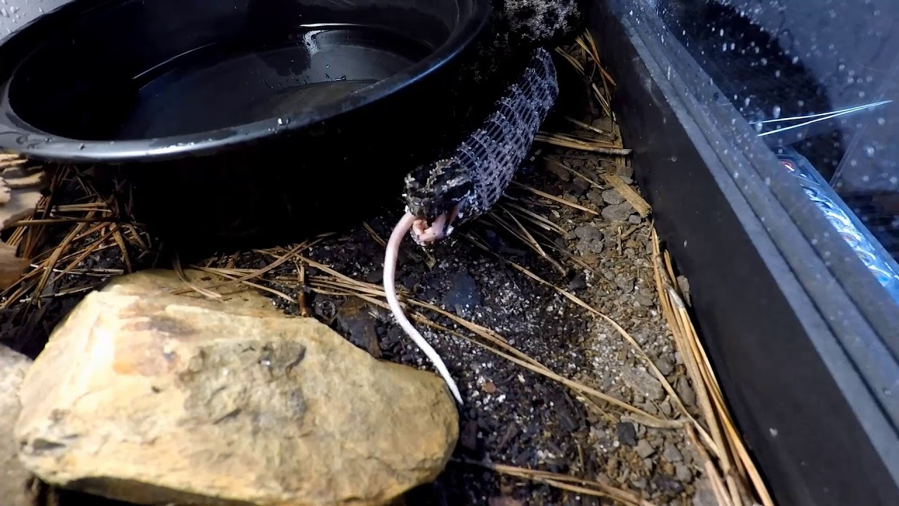 green tree python for sale uk Updates on the Tree Snakes , Salt Pond & Junk