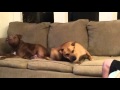 Synchronized itching.