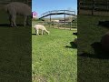 Lama or Alpaka? Лама или альпака?