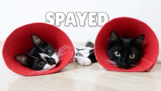 Uni and Nami are spayed