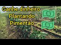 ganhe dinheiro com plantio de pimentão!!