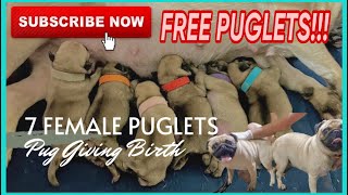 7 FEMALE PUPPIES! Pug Giving Birth