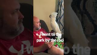 Umbrella cockatoo tells story