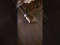 Cat Fishing #catshorts #2025 #funny.