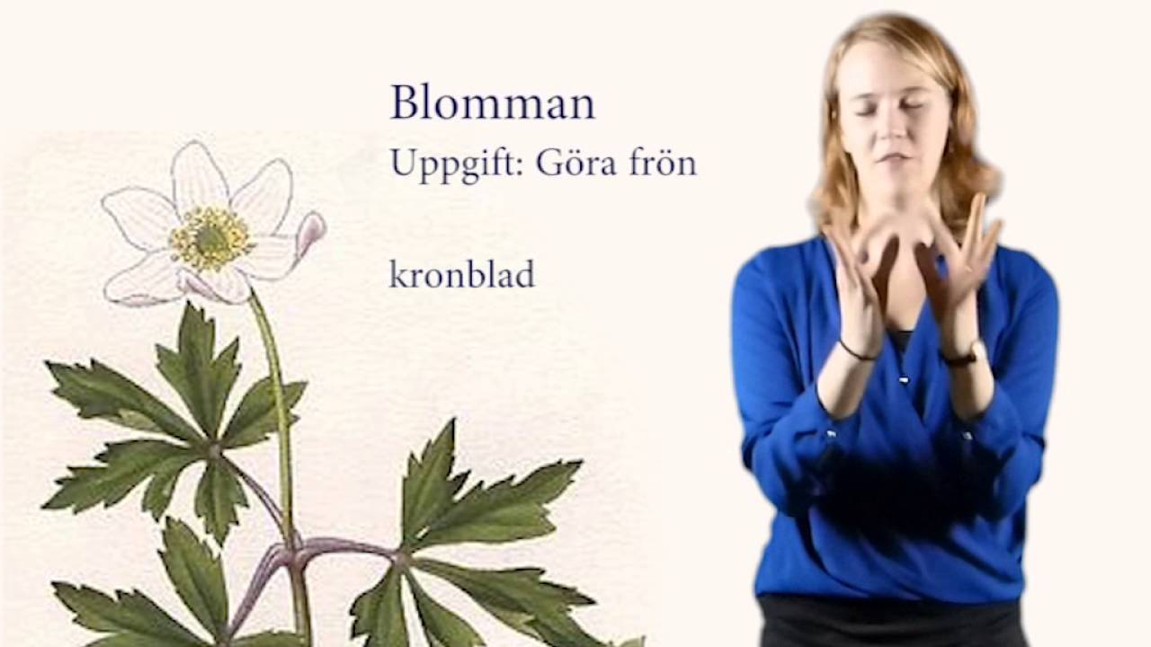 Växtens delar  - 1 Blomman