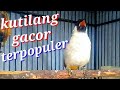 ini dia BURUNG KUTILANG GACOR yang sedang populer | cocok buat PANCINGAN KUTILANG FULL ISIAN