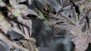 Harvest pt4 hang dry 60/62