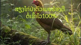 Suab poj qaib seev zoo dib tuaj ceev 100%