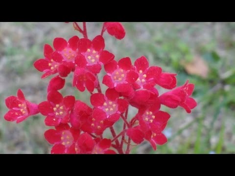 Video: Heuchera Rosso Sangue (25 Foto): Varietà Rosso Carminio, Foresta Di Coralli E Altri. Semina, Cura E Riproduzione