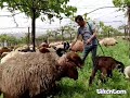  سمرا احلا من لبيضا علي ابومحمد  