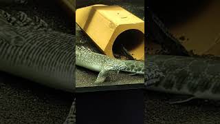 Peixe Primitivo, Polypterus Ornatipinnis