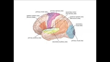 The Dissolving Pain in Open Focus - neuroscience