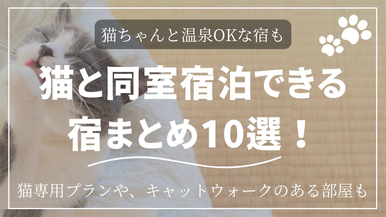 猫と同室宿泊できる宿まとめ10選！【全国】猫専用のプランや、猫のお部屋、部屋食あり！　#宿泊  #旅行  #猫
