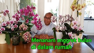Menanam anggrek bulan (phalaenopsis) di dalam rumah || @kebunomwahyu6787(36)