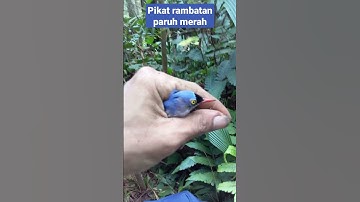 pikat rambatan paruh merah#shorts