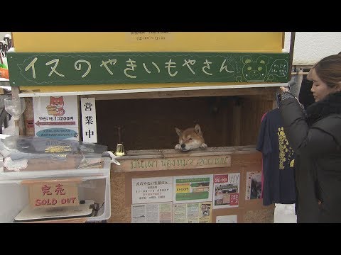 柴犬のやきいも屋さん  