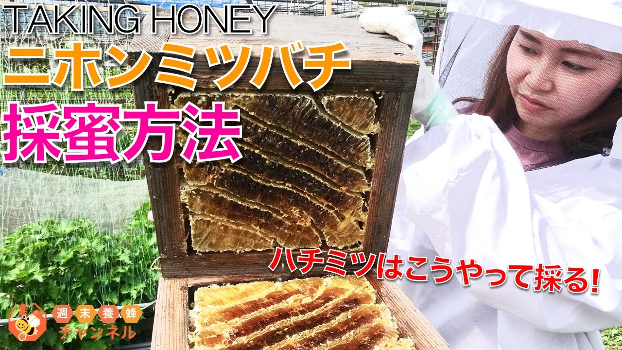 一期一会】 日本蜜蜂巣箱 進化バージョン 重箱式 3段 暑さ・スムシ