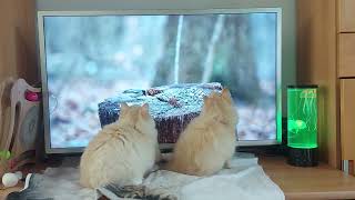 RAGDOLL BABYS KATZE SPIELEN CAT TV