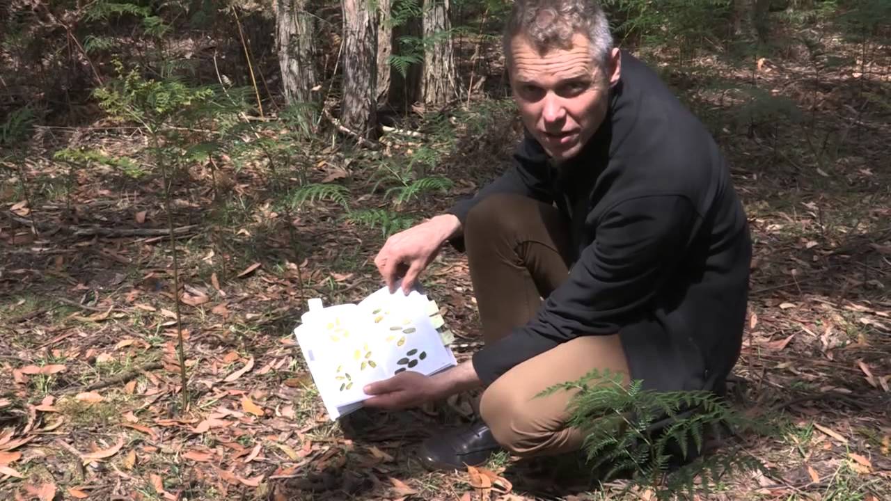 Using a field guide to identify animal scats 