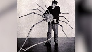 The Biggest Living Arthropod