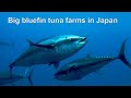 Тунцовые фермы в Японии. Cпециальный репортаж RTR Japan.