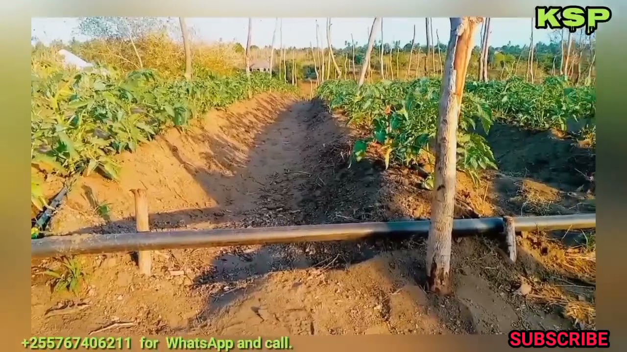 NJIA YA KUZUIA UGONJWA WA MNYAUKO KWENYE NYANYA TAZAMA HADI MWISHO.