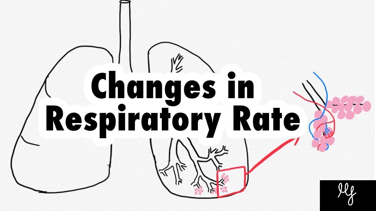 How Does Respiratory Rate Change Understand The Physiology YouTube How Does Respiratory Rate Change Understand The Physiology YouTube
