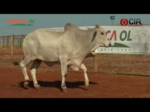 Lote 75 V9071015 - Bateria 15 - Leilão de Touros Genética OL - 2017