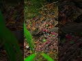 nature (🐜 Ants hard working)