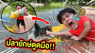 ระวังอันตราย‼️🐟 ปลายักษ์ดูดมือ🖐